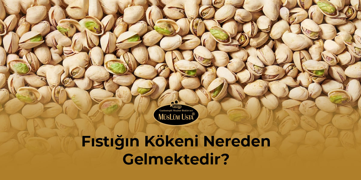 fistigin-kokeni-nereden-gelmektedir-gorsel-1